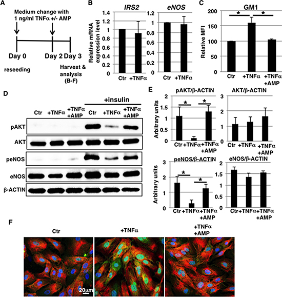 Increased GM1 levels in 1 ng/ml TNF&#x03B1;-treated HAECs reduce insulin signaling.