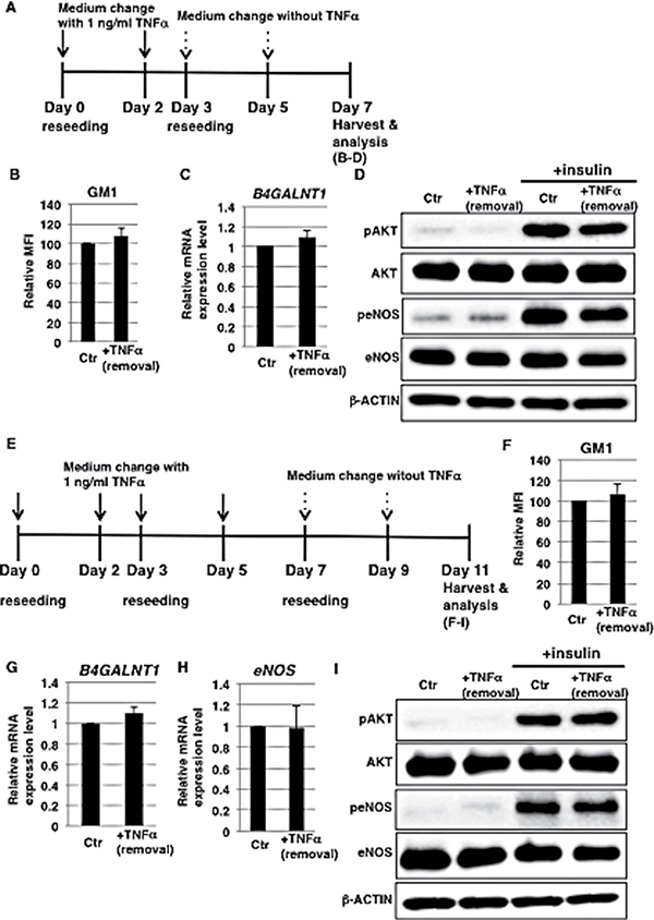 Induction of GM1 expression is reversible in 1 ng/ml TNF&#x03B1;-treated HAECs.