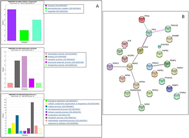 PANTHER functional classification of differentially expressed proteins between MeWo controls and MeWo cells treated with AsA.