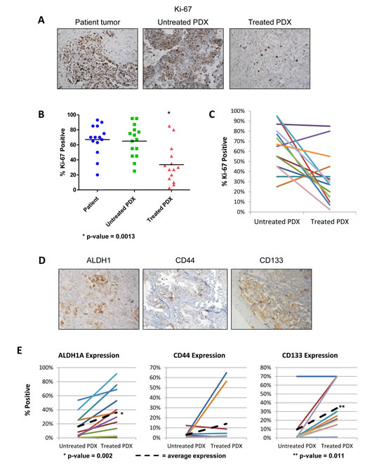 Chemotherapy treatment reduces proliferation and enriches the PDX for cancer stem cells.