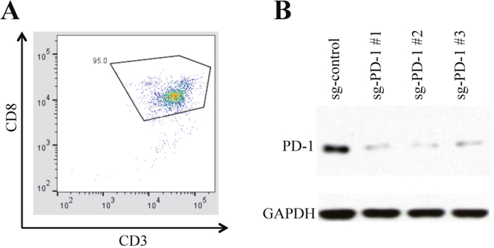 CTLs isolation and PD-1 knockout.