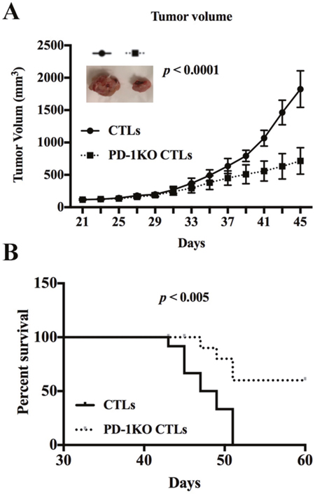 PD1 KO CTLs repress tumor growth more efficiently than the control CTLs in xenografted mice.