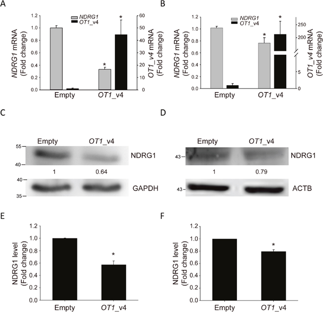 NDRG1-OT1_v4 inhibits NDRG1 mRNA and protein levels.