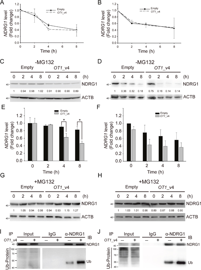 NDRG1-OT1_v4 promotes NDRG1 degradation via ubiquitination.