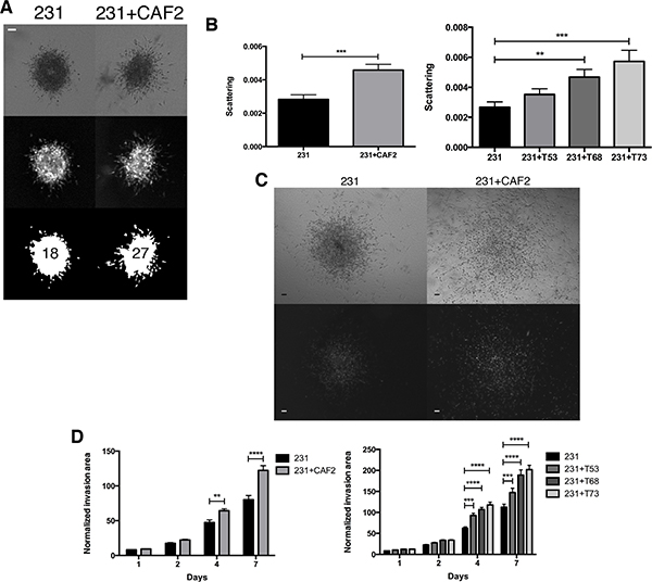 CAFs increase the scattering and invasion of MDA-MB-231 cancer cells.