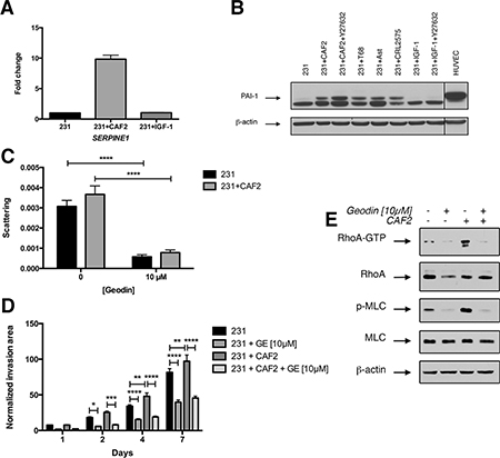 CAFs but not IGF-1 increase PAI-1 expression in cancer cells.