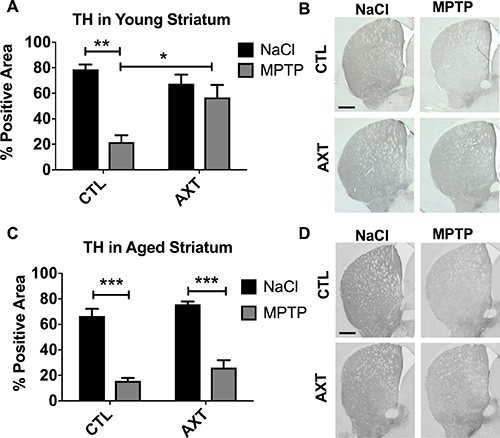 Consumption of the AXT enriched diet protects against the loss of TH positive fibers innervating the striatum in young mice.