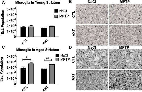 In young animals, the number of microglia in the STR was not altered by MPTP or the AXT treatment.