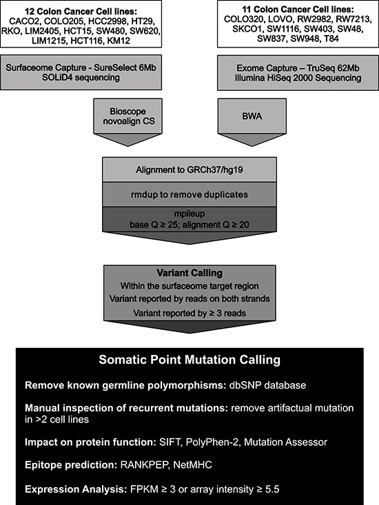 Sequencing strategy and computational pipeline used for the detection of somatic point mutations in the Surfaceome of colorectal cancer cell lines.