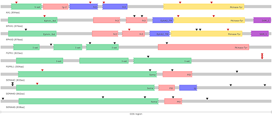 Schematic representation of somatic point mutations affecting the coding regions of putative druggable genes in colorectal cancer cell lines.