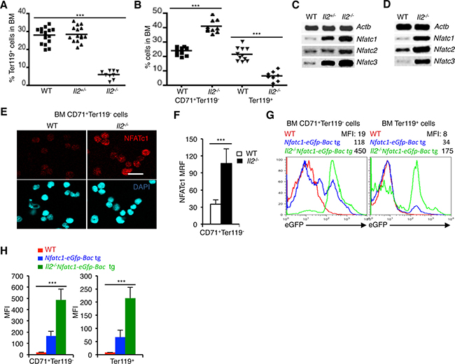 NFAT expression in erythrocytes.