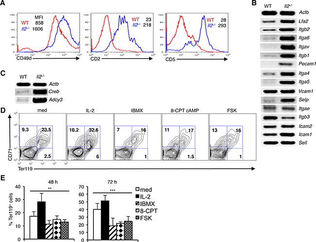 Integrin-cAMP signals influence erythrocyte differentiation.