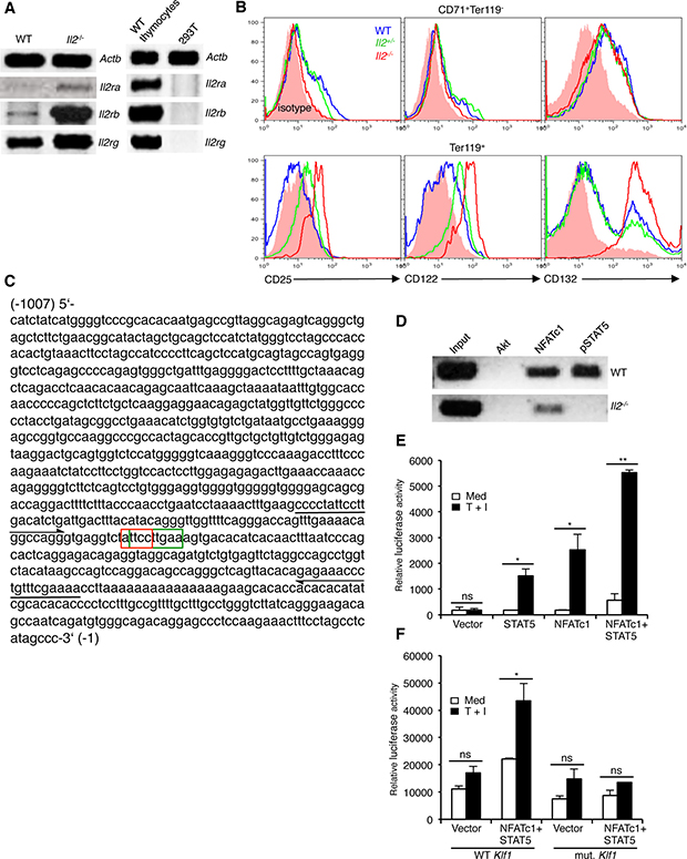 Impaired NFATc1 and STAT5 binding at Klf1 promoter in Il2&#x2212;/&#x2212; erythrocytes.