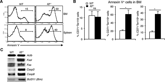 Enhanced NFAT signaling induces apoptosis in Il2&#x2212;/&#x2212; immature erythrocytes.