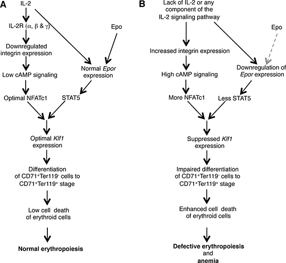 Model showing the role of IL-2 in maintaining BM erythropoiesis.