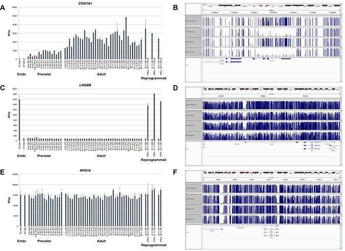 Expression analysis of COX7A1, LIN28B and RPS10 transcripts in human tissues at different stages of development along with methylation analysis of COX7A1, LIN28B and RPS10 genes in human cell lines.