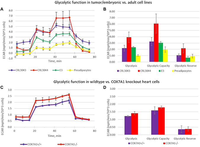 Warburg effect in cells with COX7A1 deletion.