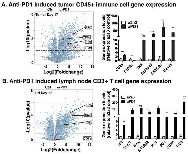 Population RNA-Seq gene expression changes in MOC22 treated with anti-PD1 in tumor microenvironment and draining lymph node.