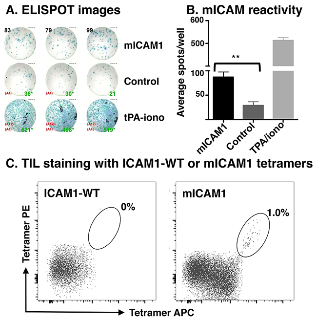 Detection of neoantigen-specific TIL.