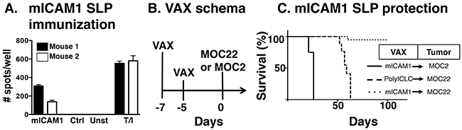 Preventative mICAM1 synthetic long peptide (SLP) vaccination.