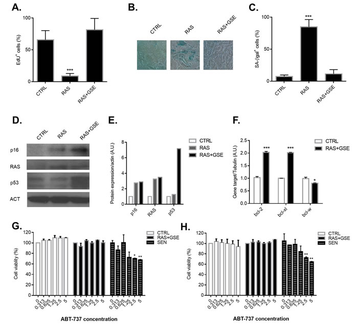 Characterization of p16