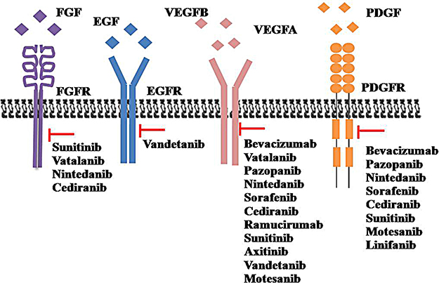 The main anti-angiogenic with their relevant potential targeted molecules.