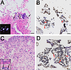 Histological examination of rat synovium tissues.