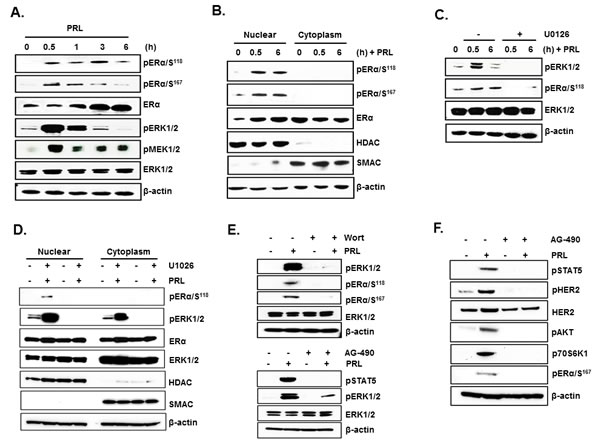 PRL induced ER&#x3b1; phosphorylation and nuclear translocation via the PI3K/MAPK kinase pathway.