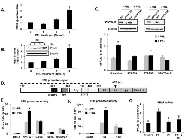 Prolactin upregulation of its cognate receptor transcription/expression.