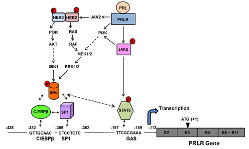 Proposed mechanism of the upregulation of hPRLR induced by its cognate hormone.