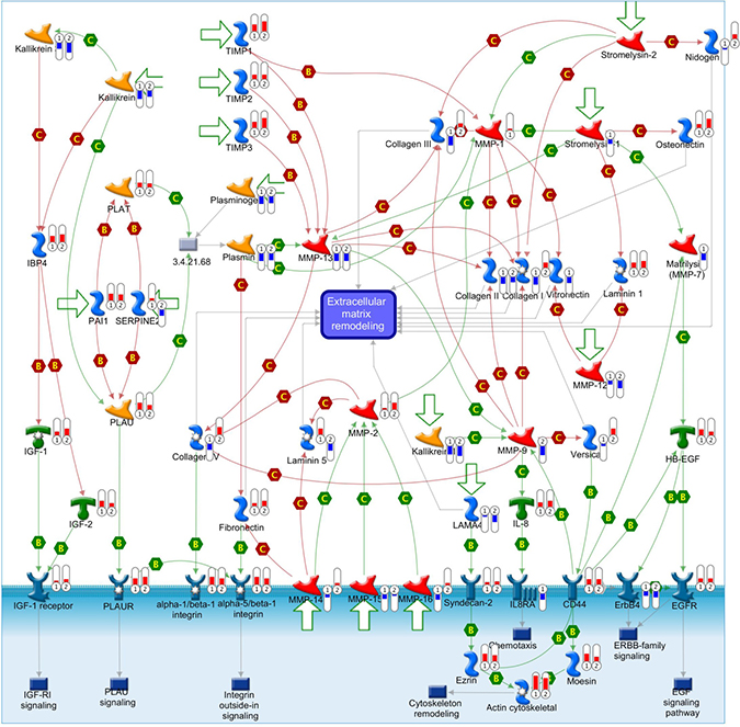 ECM-associated genes are differentially expressed in cell adhesion ECM remodeling gene network.