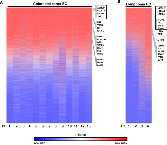 Validation of ECM-associated genes in other cancer ECs.