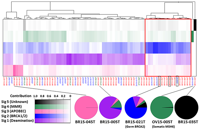 The spectrum of mutational signatures within 76 AYA female tumors.