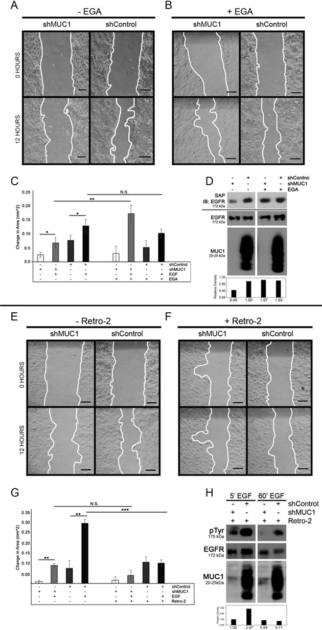 MUC1 promotes EGF-dependent migration through retrograde trafficking.