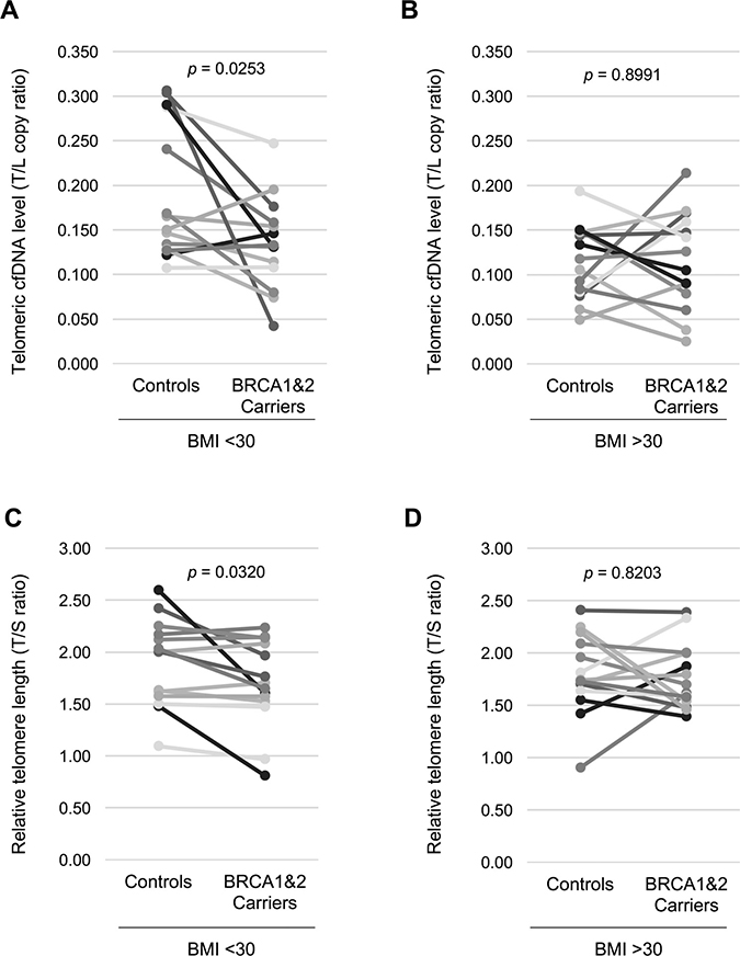 Non-obese women with BRCA1&#x0026;2 gene mutation have a lower plasma telomeric cfDNA level and shorter leukocyte telomere length.