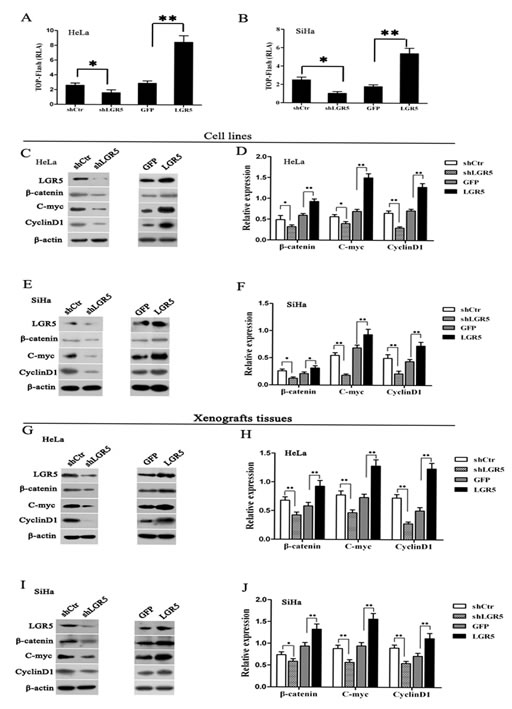 LGR5 enhances the activity of the Wnt/&#x3b2;-catenin pathway.