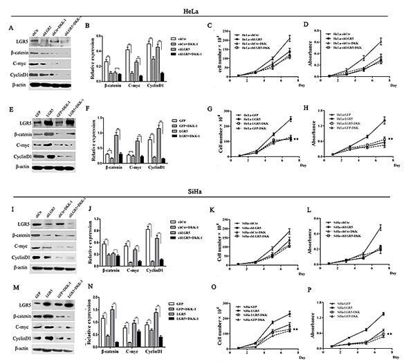 DKK-1 treatment attenuates the increasing proliferation of cervical cancer cells induced by LGR5.