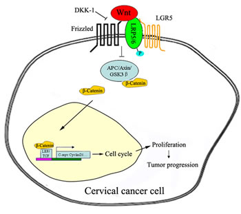 Proposed model of the LGR5-mediated promotion of cervical cancer growth via the Wnt/&#x3b2;-catenin signaling pathway.