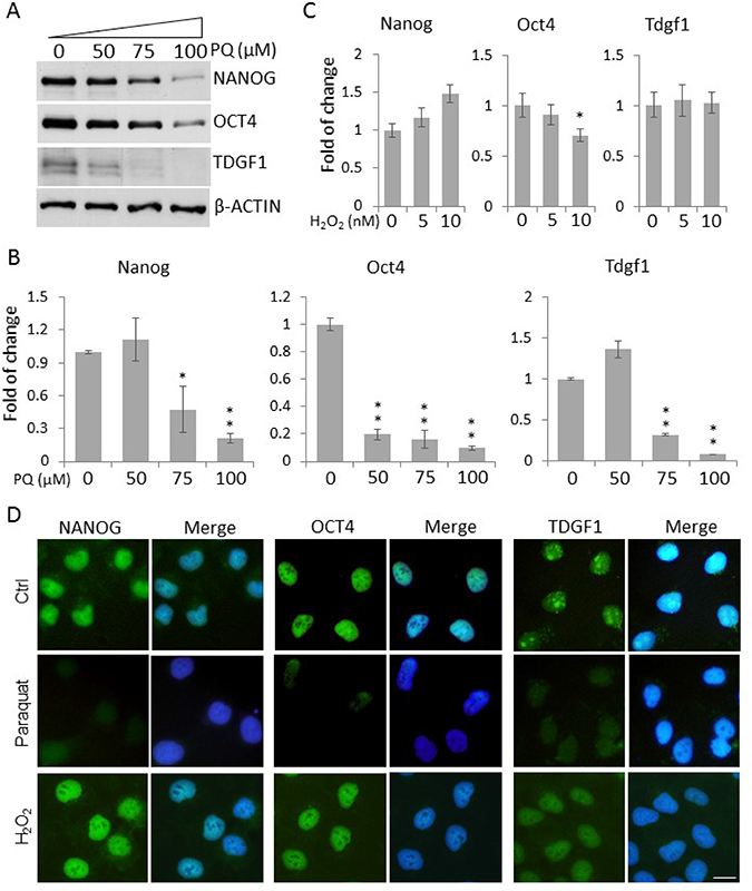 Enhanced ROS decrease the expression of stemness genes in NT2 cells.