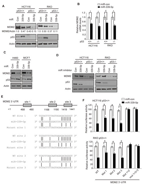 MiR-339-5p negatively regulates MDM2 levels in human colorectal cells through binding to human MDM2 3&#x2019;-UTR.