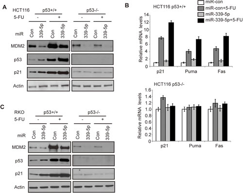 MiR-339-5p increases p53 protein accumulation and its transcriptional activity in response to stress by negatively regulating MDM2 in human colorectal cancer cells.