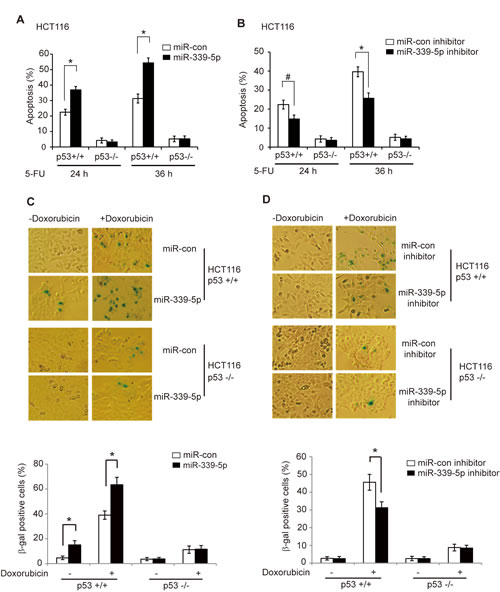 MiR-339-5p enhances p53-mediated apoptosis and senescence in response to stress.