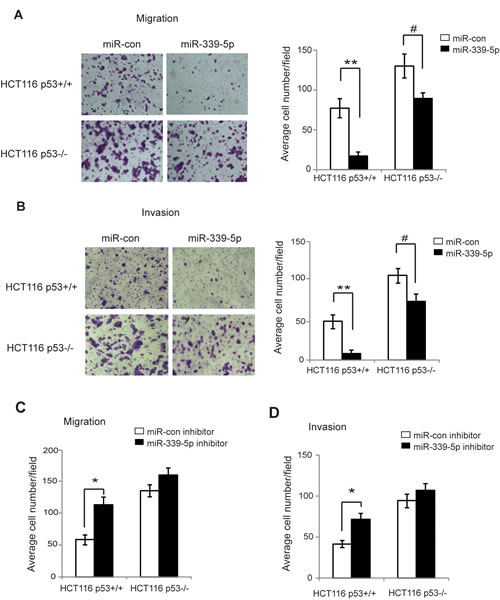 MiR-339-5p inhibits the migration and invasion of colorectal cancer cells in a largely p53-dependent manner.