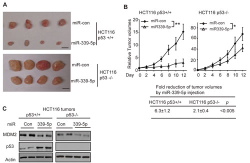 MiR-339-5p inhibits the growth of HCT116 xenograft tumors