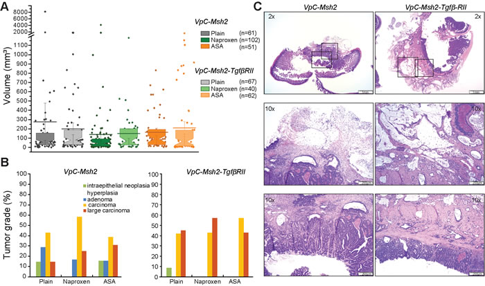 Tumors from VpC-Msh2-Tgf&#x3b2;RII mice display increased tissue invasiveness.