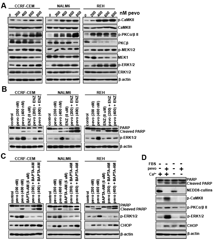 Activation of the MEK/ERK signaling cascade in pevonedistat-treated ALL cells is dependent on intracellular Ca