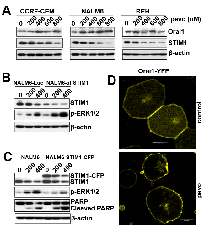 Pevonedistat alters the stoichiometric ratio between the CRAC&#x2019;s pore-forming subunit Orai1 and the Ca