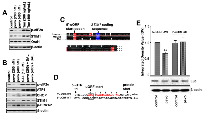 Pevonedistat down-regulates STIM1 expression