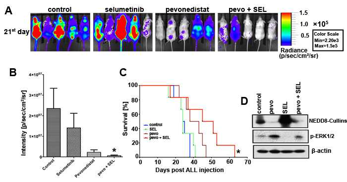 Pevonedistat plus selumetinib reduced tumor burden and prolonged the survival of NSG mice engrafted with ALL.