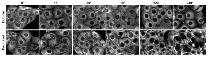 Time dependent effects of MTAs on interphase microtubules.